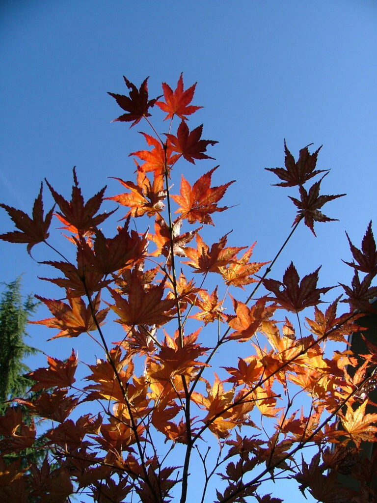 Acer palmatum 2 nov. 2003 a
